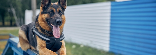 dogs for spotting burglars in uk