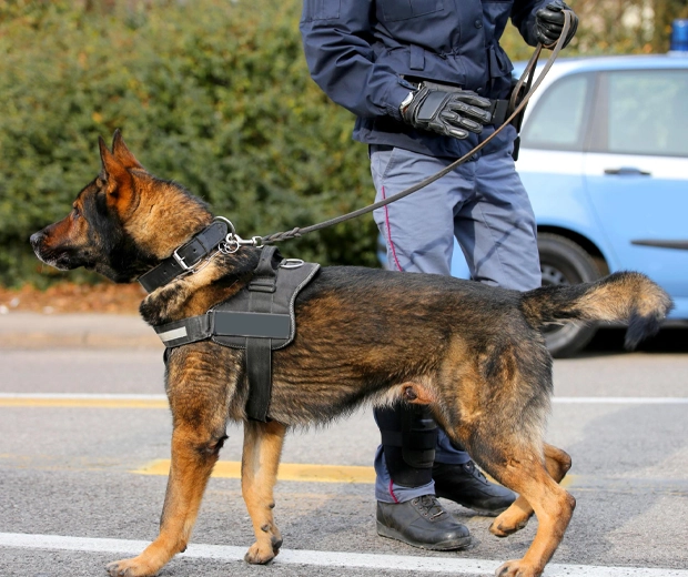RDS security patrols