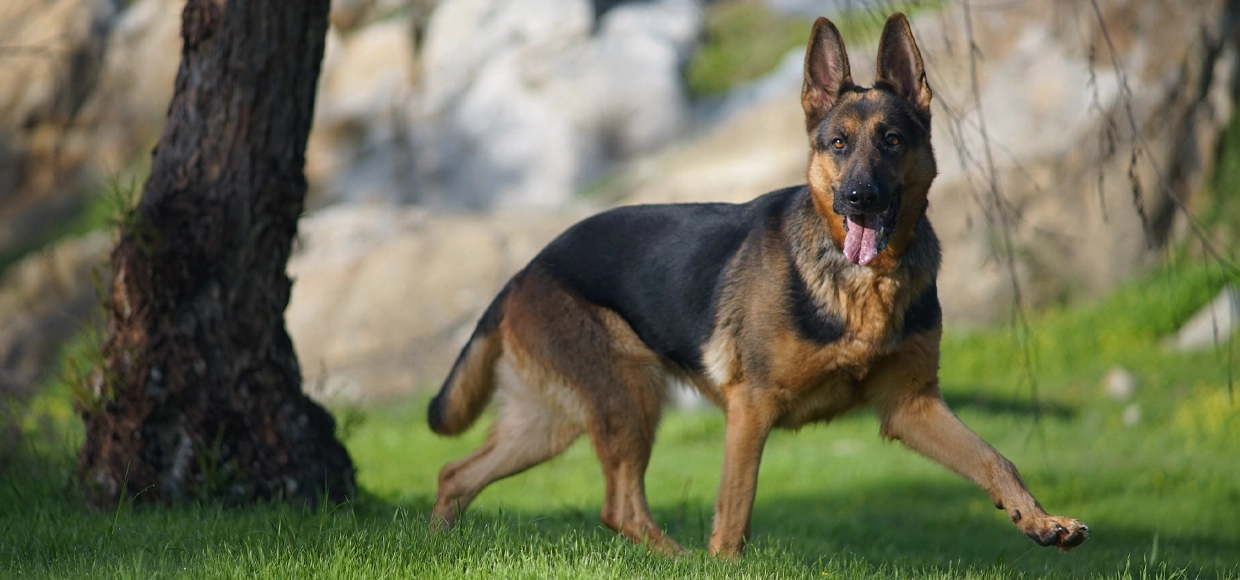 K9 security patrol dogs